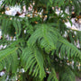 vibrant green norfolk island pine foliage