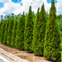 North Pole Arborvitae forming a narrow evergreen privacy screen 