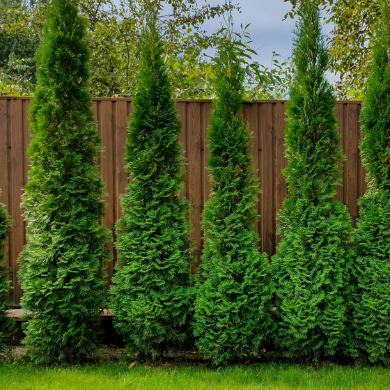 North Pole Arborvitae forming a narrow evergreen privacy screen along a fence, deep green columns adding year-round structure.