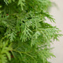 Close-up of green foliage with a blurred background