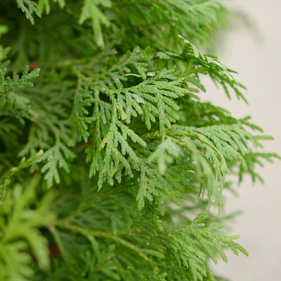 Close-up of green foliage with a blurred background
