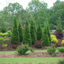 Lush green garden with various plants and trees in a natural setting
