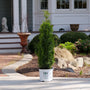 A tall, narrow evergreen tree in a white plastic pot with the 'PAV Professional' logo, set in a landscaped garden bed in front of a house.