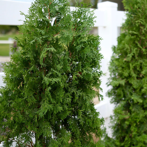 Three green shrubs in front of a white fence