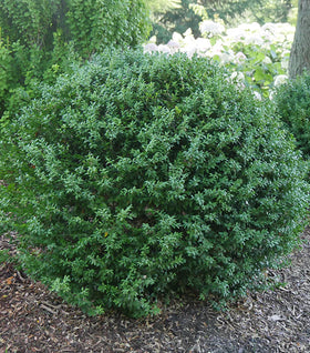 North Star® Boxwood