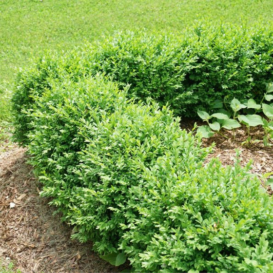 Dwarf North Star Boxwood used as a low hedge along a walkway