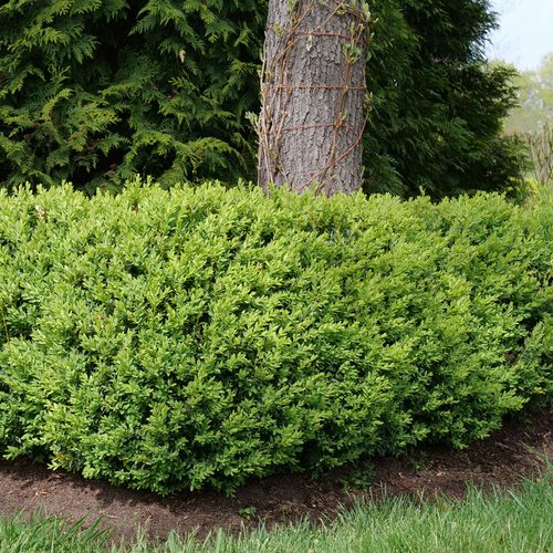 North Star Boxwood with dense dark green evergreen foliage planted as a low hedge in a formal garden border