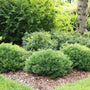 North Star® Boxwood showing compact rounded evergreen growth in a foundation planting