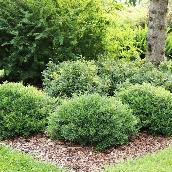 North Star® Boxwood showing compact rounded evergreen growth in a foundation planting
