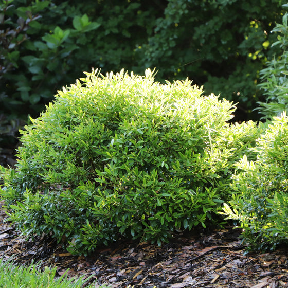 A rounded green shrub with dense, glossy foliage growing in a garden bed with mulch and other plants in the background.