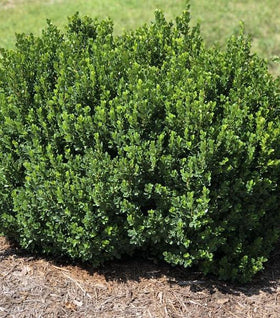 North Star Boxwood