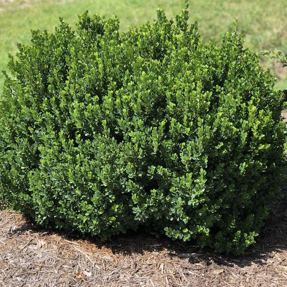 North Star Boxwood Shrubs for Sale | Garden Goods Direct