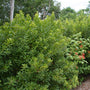 vibrant green foliage on Northern Bayberry Shrubs