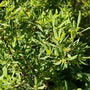 dense green foliage on Northern Bayberry Shrubs