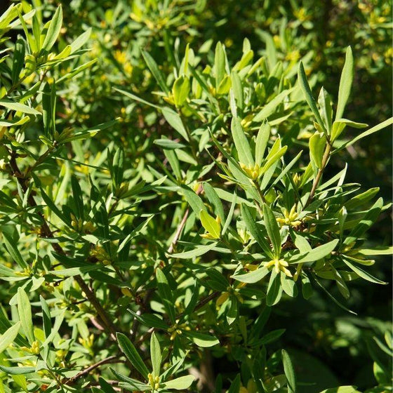 dense green foliage on Northern Bayberry Shrubs