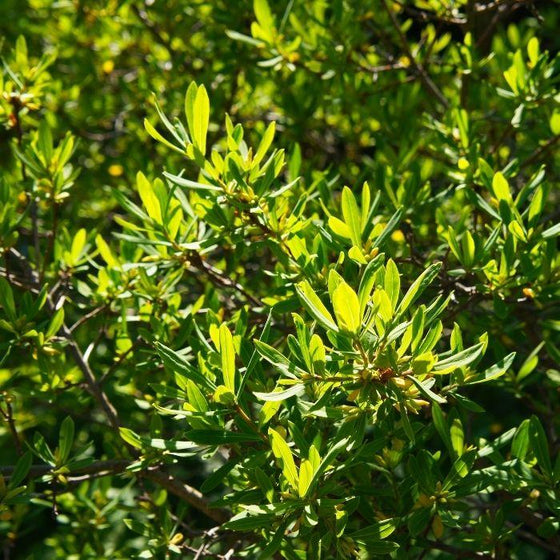 dense green foliage on Northern Bayberry Shrubs