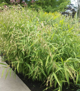 Northern Sea Oats