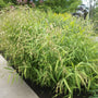 Inland Sea Oats growing with ferns and native perennials in a part shade border