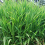 Native Northern Sea Oats planted on a shaded slope for erosion control