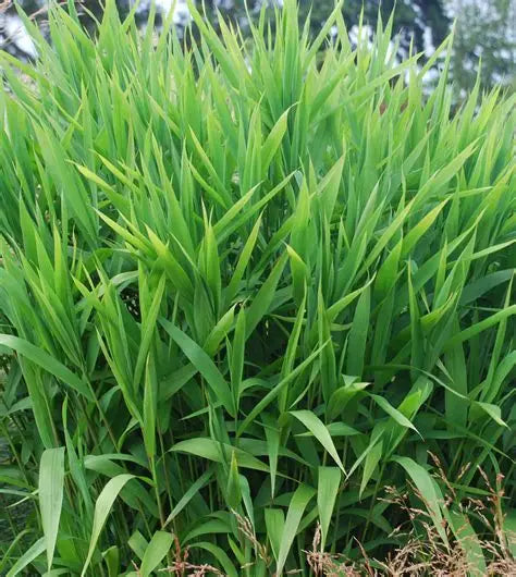 Native Northern Sea Oats planted on a shaded slope for erosion control