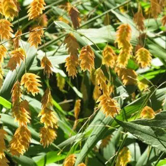 Northern Sea Oats seed heads turning bronze in a woodland edge garden