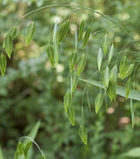Northern Sea Oats