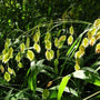 Chasmanthium latifolium with more spread out lighter green colors on the foliage