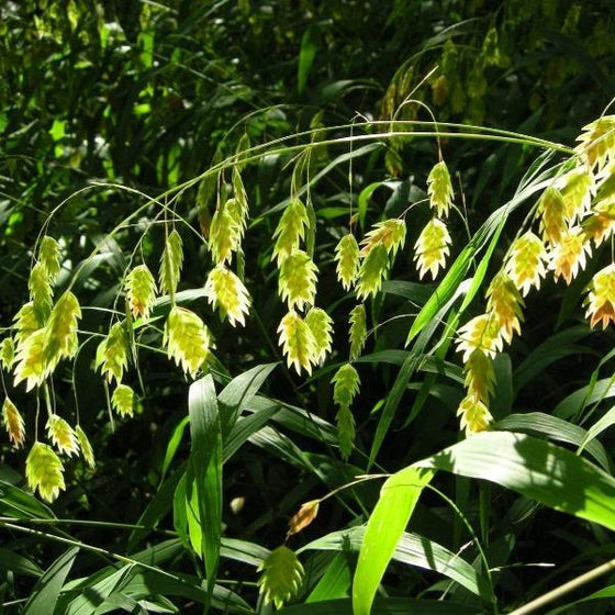 Chasmanthium latifolium with more spread out lighter green colors on the foliage