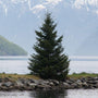 mature Norway spruce tree growing on the side of a lake