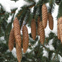 close up of Norway spruce tree cones
