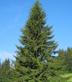 Norway Spruce