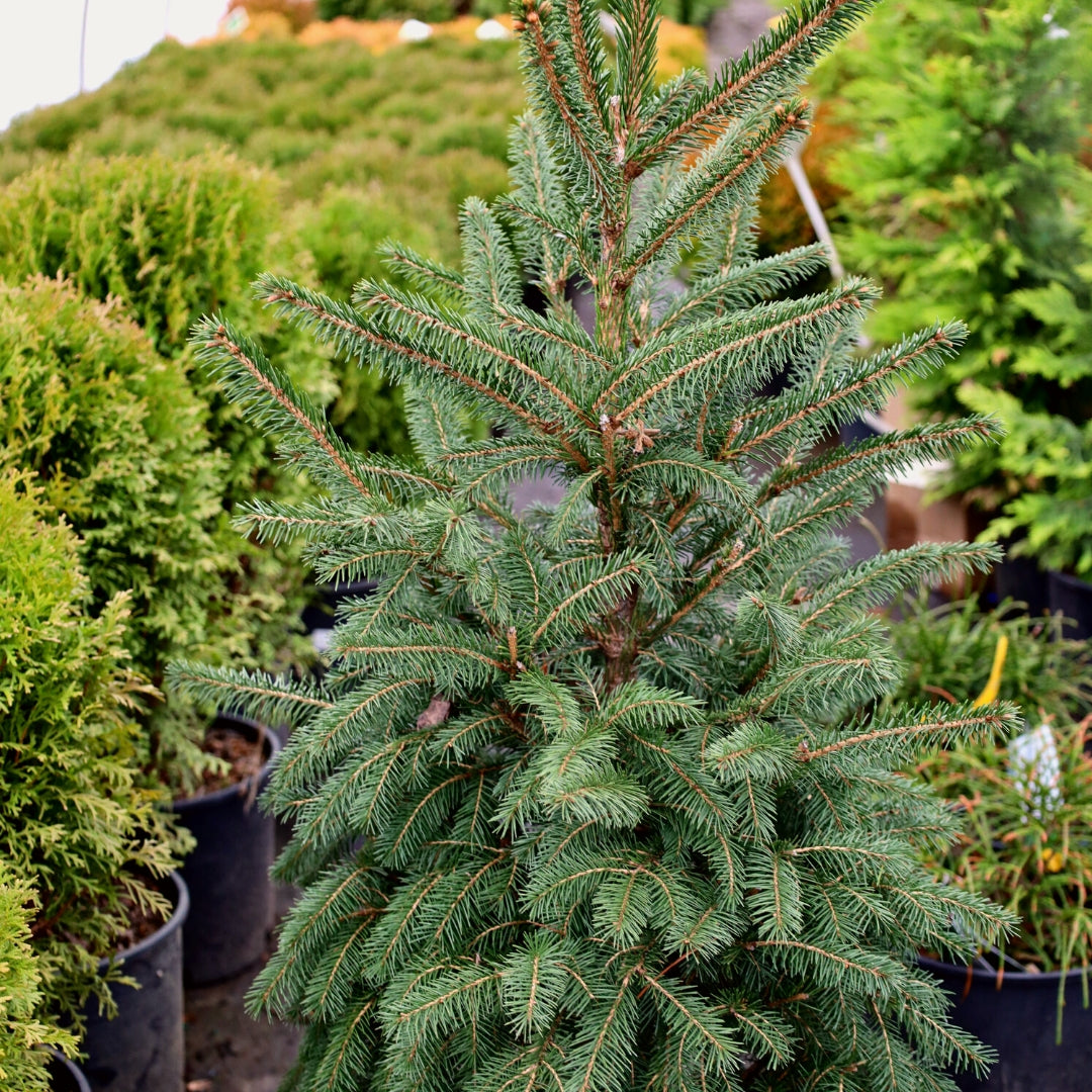 norway spruce house plant Norway Spruce