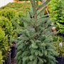 close up of a Norway spruce tree in our nursery