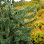 close look at the evergreen foliage on the norway spruce tree