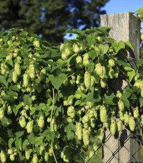 Nugget Hops Vines