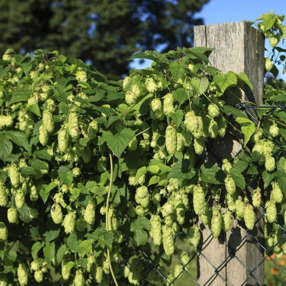 nugget hops vine growing up a fence