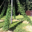 hops vines are climbing plants