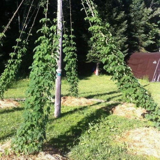 hops vines are climbing plants