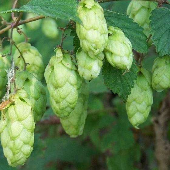 close look at the green pods of the nugget hops vine
