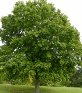 Nuttall Oak Tree