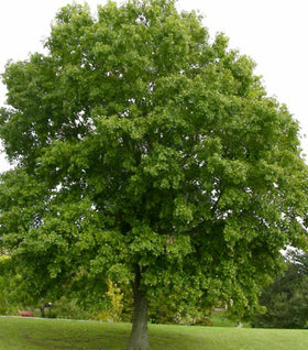 Nuttall Oak Tree
