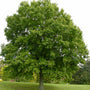 Mature Nuttall Oak Tree growing as a native shade tree in an open lawn