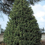 Wide and mature pyramidal form Oakland Holly Tree planted alone 