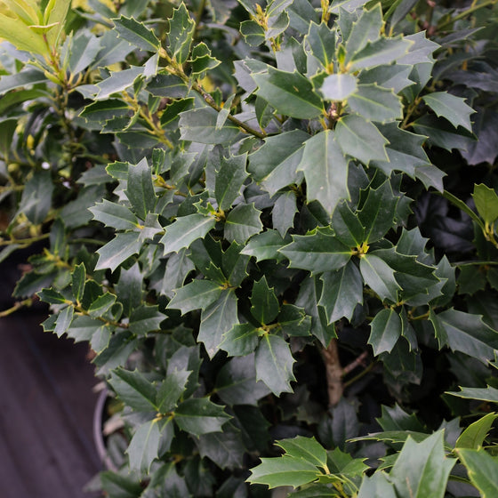 close up view of Prickly evergreen Leaves on Oakland Holly Tree