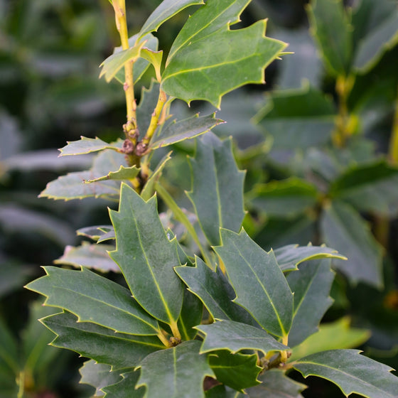 close up view of Prickly evergreen Leaves on Oakland Holly Tree
