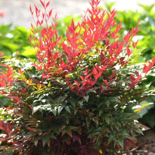 Obsession Nandina