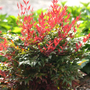 nandina obession sold online is bush with green and red leaves