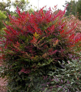 Obsession™ Nandina