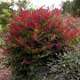 nandina obsession sold online has interesting changing foliage