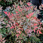 nandina obession sold online is bush with green and red fall foliage